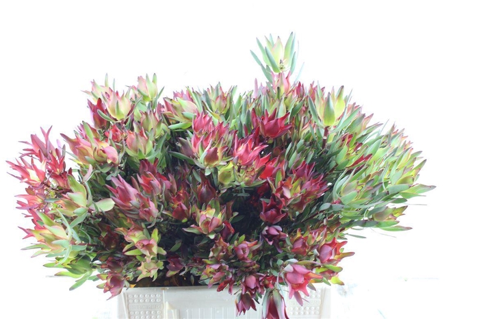 Leucad Sal Blush Xxl