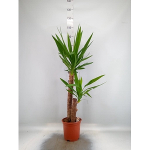 Yucca ...
