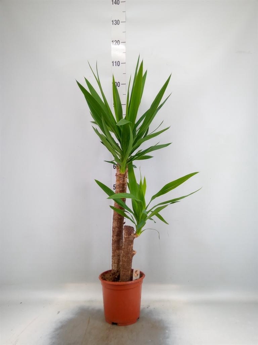 Yucca   ...