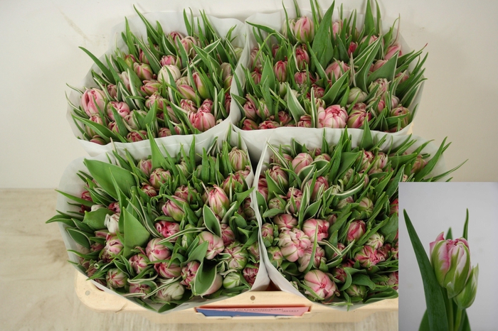 <h4>TU DU FLASH POINT</h4>