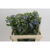 Oxypetalum Tweedia Blue