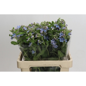 Oxypetalum Tweedia Blue