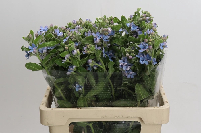 <h4>Oxypetalum Tweedia Blue</h4>