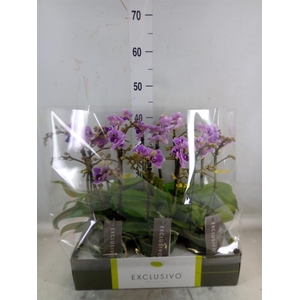 Phalaenopsis multi. 'Violet Queen'