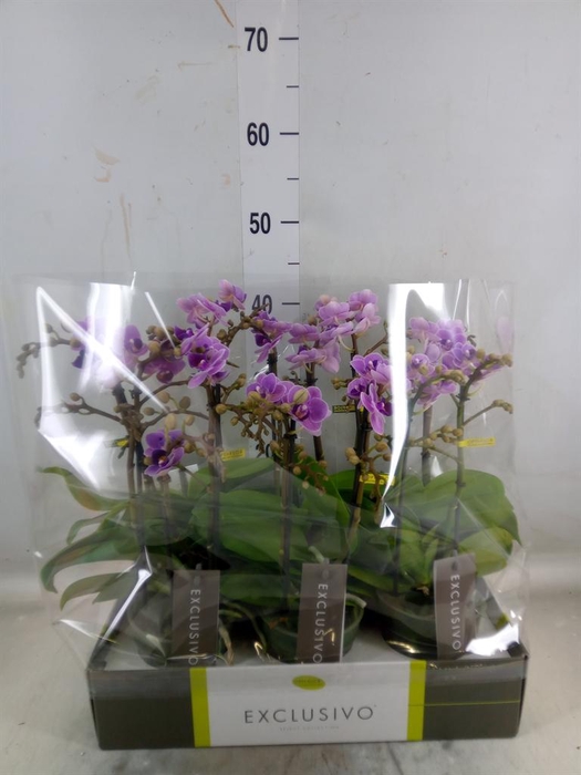 <h4>Phalaenopsis multi. 'Violet Queen'</h4>
