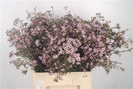 <h4>Chamelaucium Pink Dream</h4>