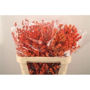 Ilex winter gold