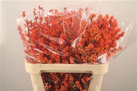 <h4>Ilex winter gold</h4>