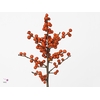 Ilex Magical Times