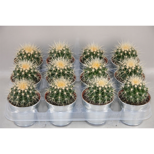 <h4>188 Grusonii in pot zink 8.5 cm</h4>