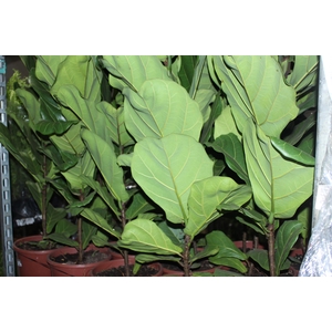 FICUS LYRATA P24