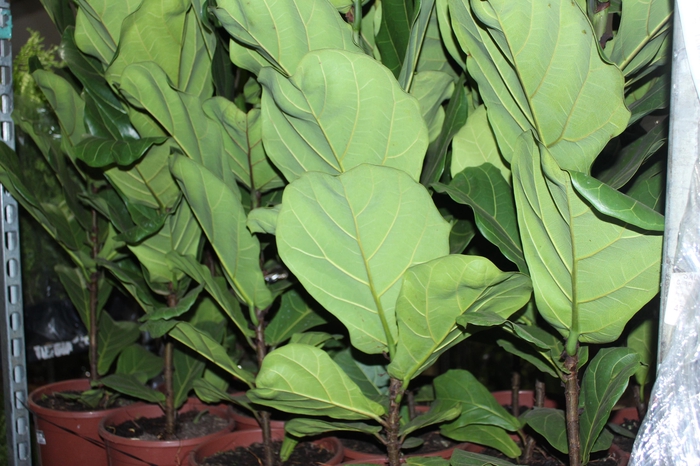 <h4>FICUS LYRATA P24</h4>