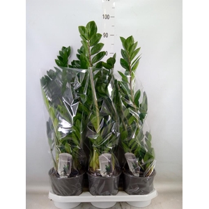 Zamioculcas zamiifolia