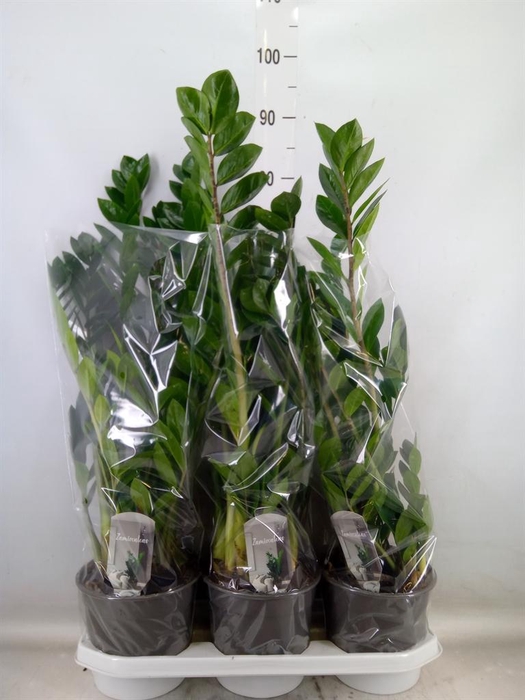 <h4>Zamioculcas zamiifolia</h4>