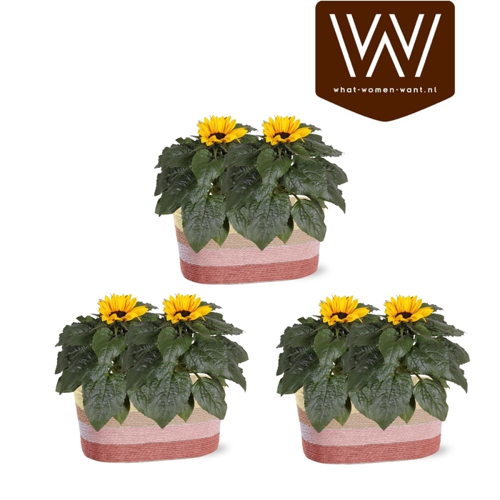 <h4>HELI SUNSATION</h4>