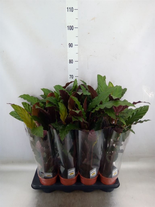 <h4>Calathea rufibarba 'Wavestar'</h4>