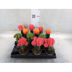 Gymnocalycium mihanov.   ...