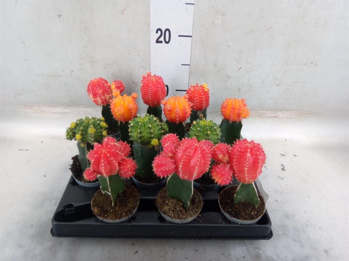 <h4>Gymnocalycium mihanov.   ...</h4>