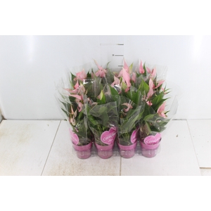 ANTHURIUM LILLI P09 ROSA
