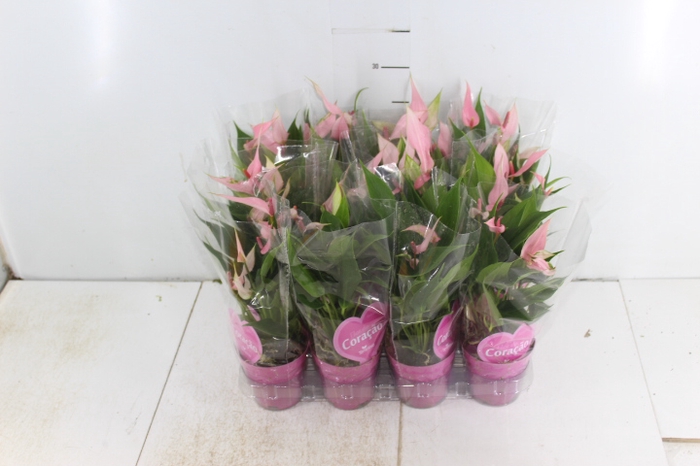 ANTHURIUM LILLI P09 ROSA