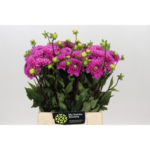 Dahlia Happy Hour