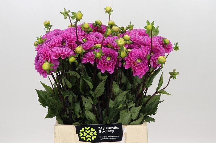 <h4>Dahlia Happy Hour</h4>