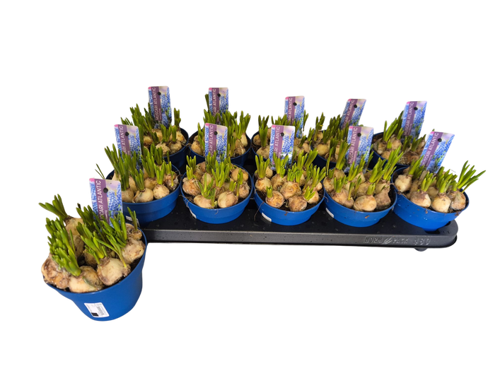 <h4>MUSCAR ATLANTIC</h4>