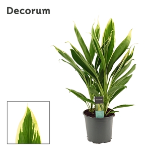 Cordyline New Conga Toef 19 cm (Decorum)