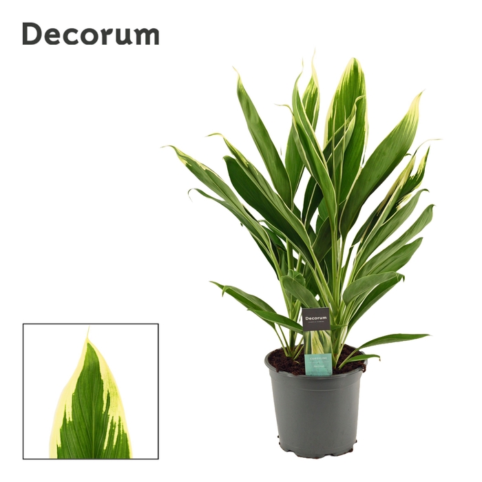 <h4>Cordyline New Conga Toef 19 cm (Decorum)</h4>