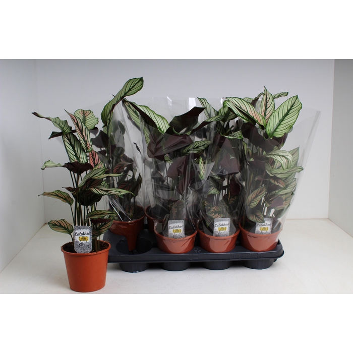 <h4>CALAT MA WHITESTAR</h4>