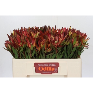 Leucadendron Saf Sunset Dark Red