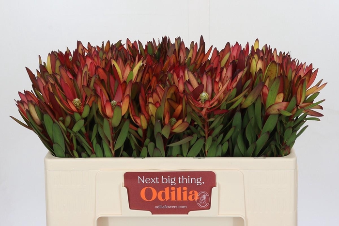 <h4>Leucadendron Saf Sunset Dark Red</h4>