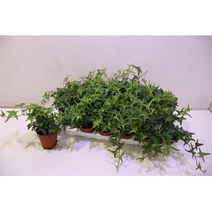 arr8 Hed He Tres Coupe