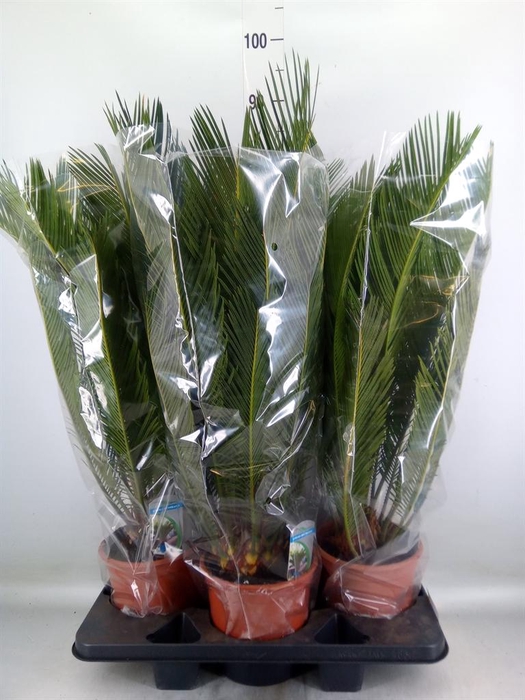 <h4>Cycas revoluta</h4>