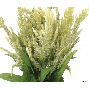 CELOSIA PLUMOSA 060 CM VERDE