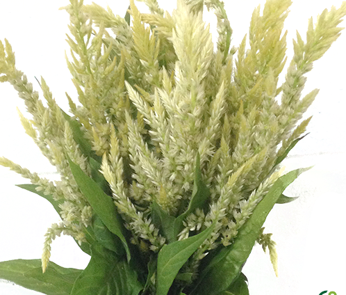 <h4>CELOSIA PLUMOSA 060 CM VERDE</h4>