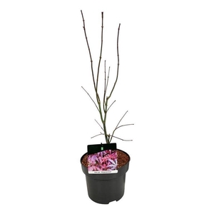 Acer pal. 'Atropurpureum'