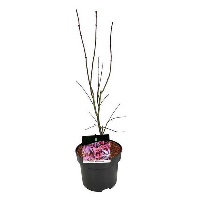 <h4>Acer pal. 'Atropurpureum'</h4>