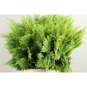 CONIFEER ALUMI GOLD PER BUNCH