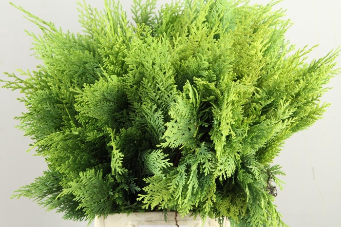 <h4>CONIFEER ALUMI GOLD PER BUNCH</h4>