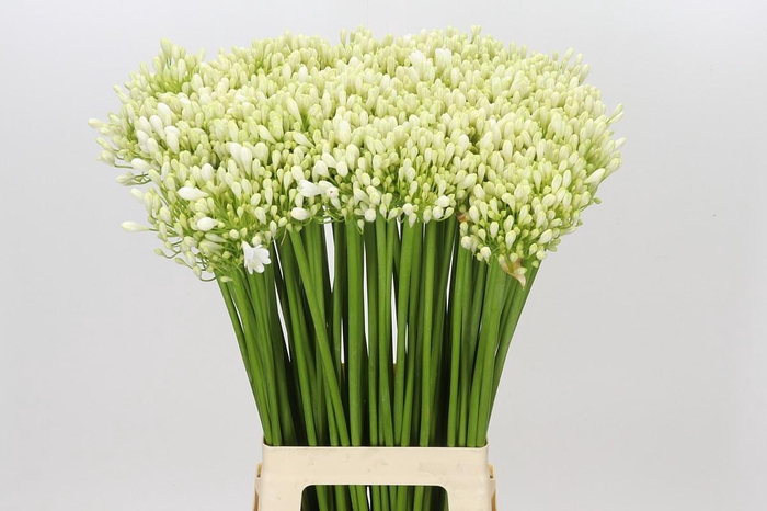 <h4>Agapanthus White Grace</h4>