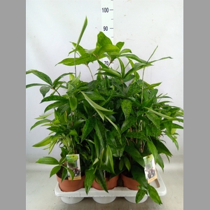 Dracaena surculosa