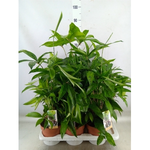 Dracaena surculosa