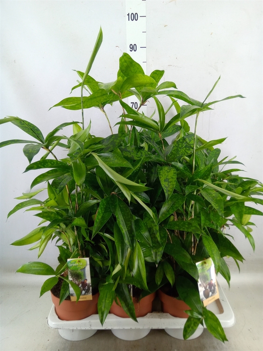 <h4>Dracaena surculosa</h4>