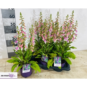 DIGI PU PURPUREA