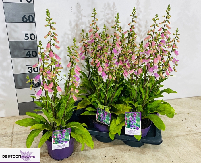 <h4>DIGI PU PURPUREA</h4>