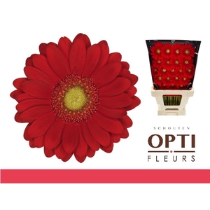 Germini Lipstick Diamond