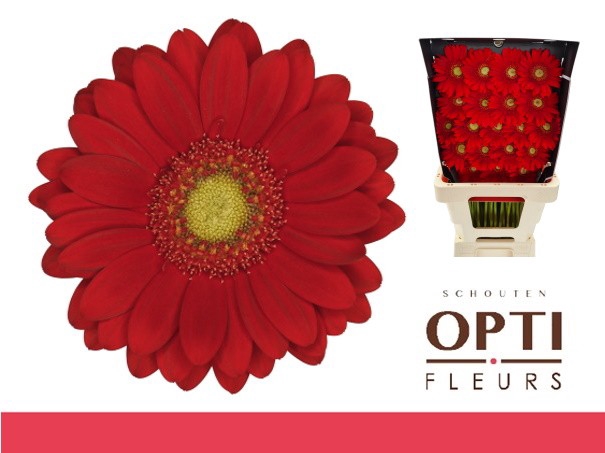 <h4>GE MI LIPSTICK-Diamond*20</h4>