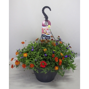 Hangpotten 37 cm met waterreservoir Mix 11 Bonte mix