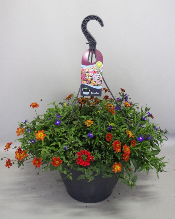 <h4>Hangpotten 37 cm met waterreservoir Mix 11 Bonte mix</h4>